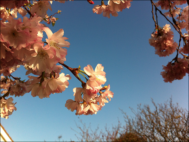 1 flores lindas