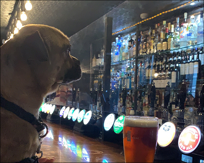 Imagem de um cachorro sentado em um bar com desfoque ISO.