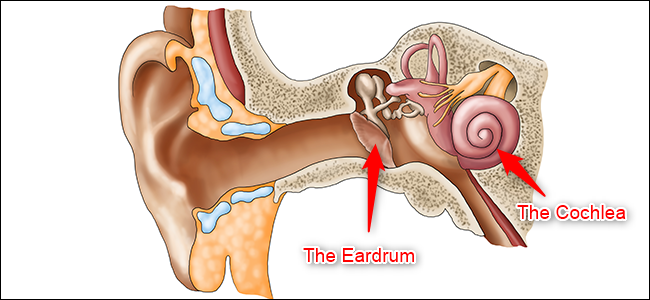 Um diagrama da orelha.  O tímpano (ouvido médio) e a cóclea (ouvido interno) são destacados.