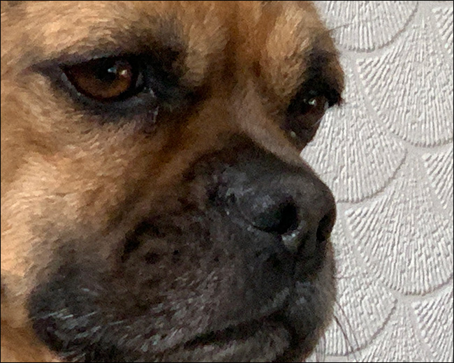 Uma imagem de um cachorro com desfoque de zoom.