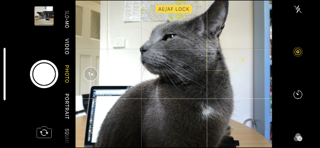 O indicador "AE / AF Lock" em uma imagem de um gato cinza no aplicativo de câmera do iPhone.