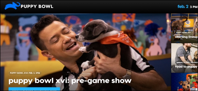 Animal Planet Puppy Bowl