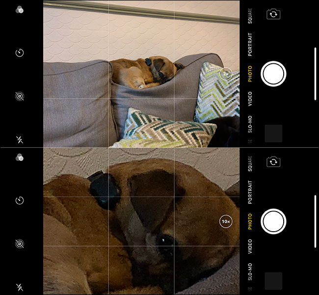 Exemplo de imagem com zoom ruim de um cachorro em um iPhone. 