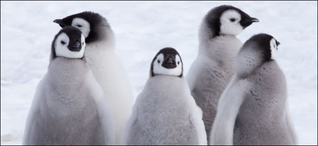 Pinguim-imperador filhotes na neve