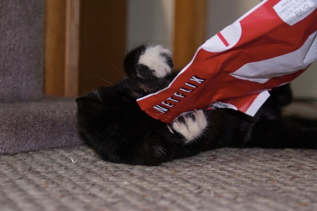 gato netflix