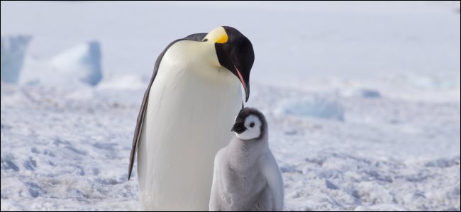 Um pinguim-imperador adulto e uma garota.
