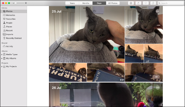 O aplicativo Fotos no macOS Catalina mostrando uma série de imagens de um gato cinza.