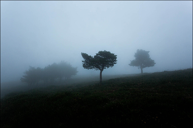 Uma foto temperamental de árvores no nevoeiro.