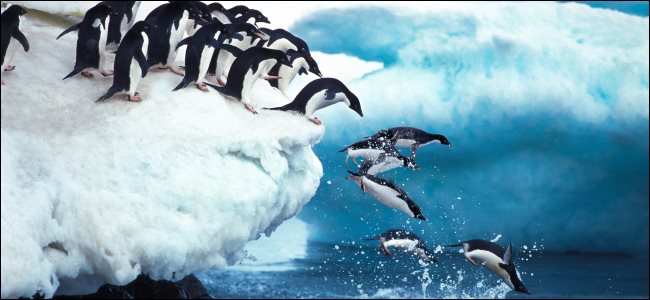 Pinguins pulando no oceano