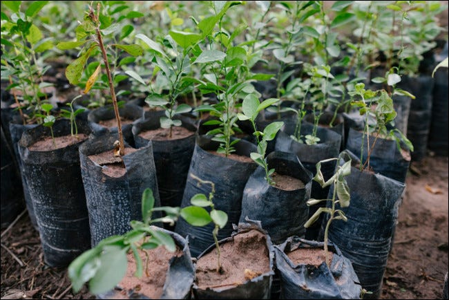 Mudas prontas para serem plantadas