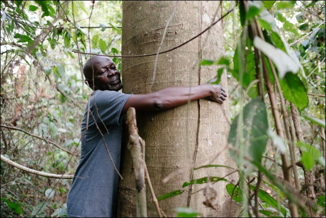 A missão da Ecosia é plantar árvores