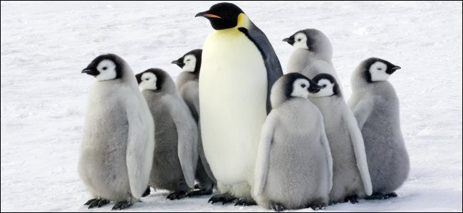 Um pinguim-imperador com filhos na Antártica.