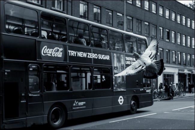 foto mostrando pombo na frente de um ônibus demonstrando profundidade de campo