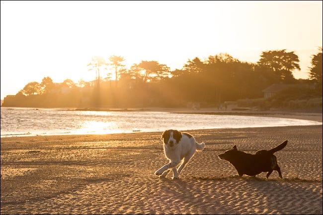 cachorros correndo na praia