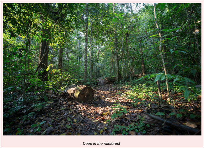 Rainforest Caption na tabela do Google Docs