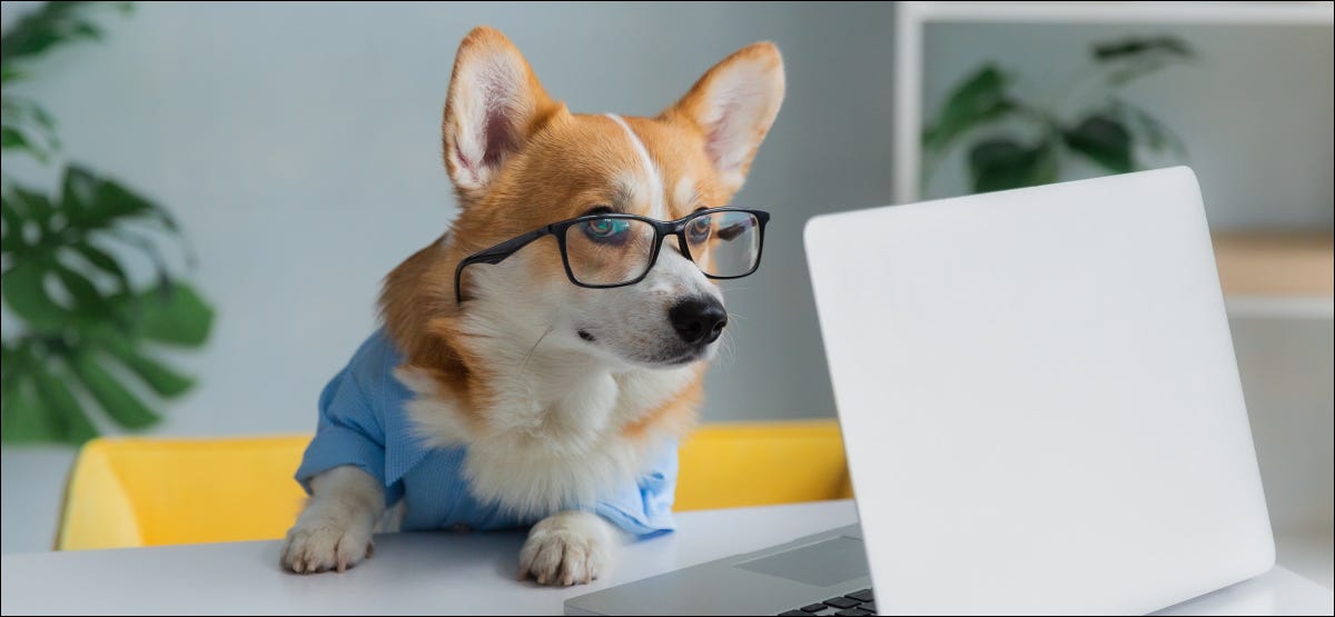 Um cachorro corgi de óculos e olhando para um computador portátil.