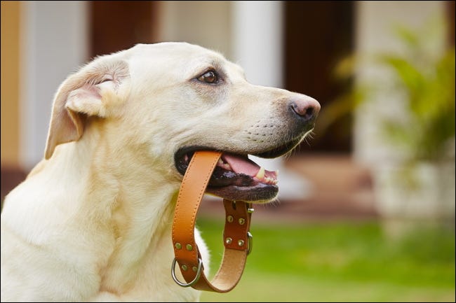 Um labrador retriever amarelo com uma coleira de cachorro na boca.