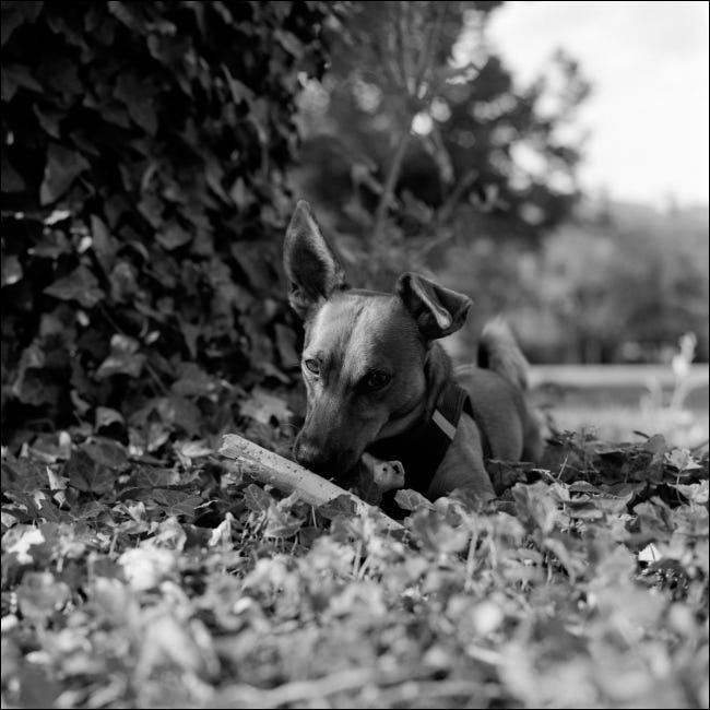 Um retrato em preto e branco de um cachorro jovem.