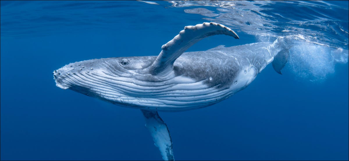 Uma baleia-jubarte bebê na água azul.