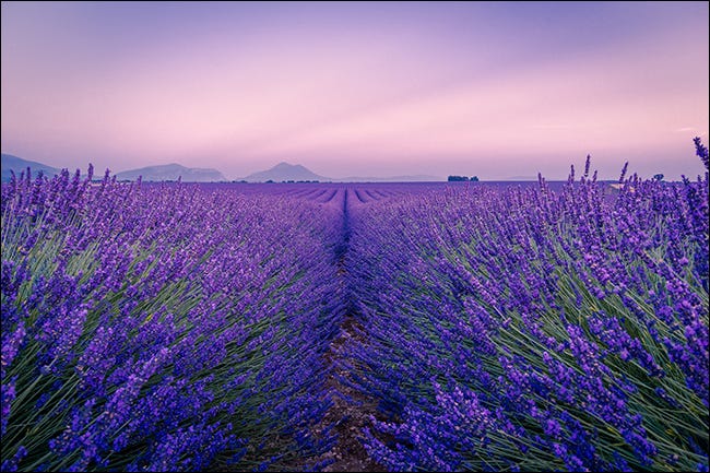 campo de flores roxas 