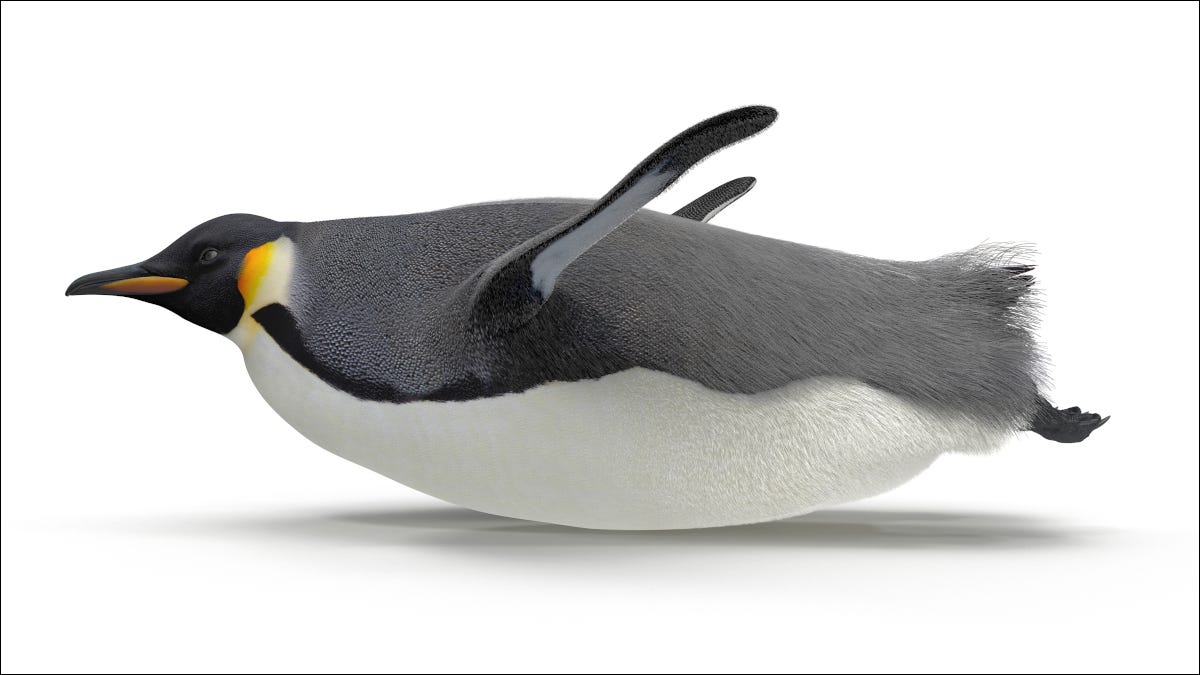Um pinguim deslizando rápido de bruços
