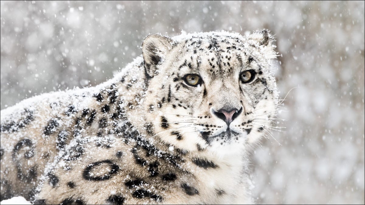 Um Snow Leopard, que foi o mascote do Mac OS X 10.6.