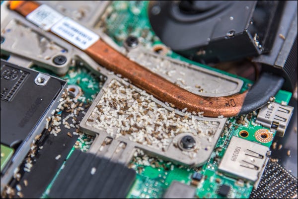 Formigas fazendo ninho no hardware interno do laptop