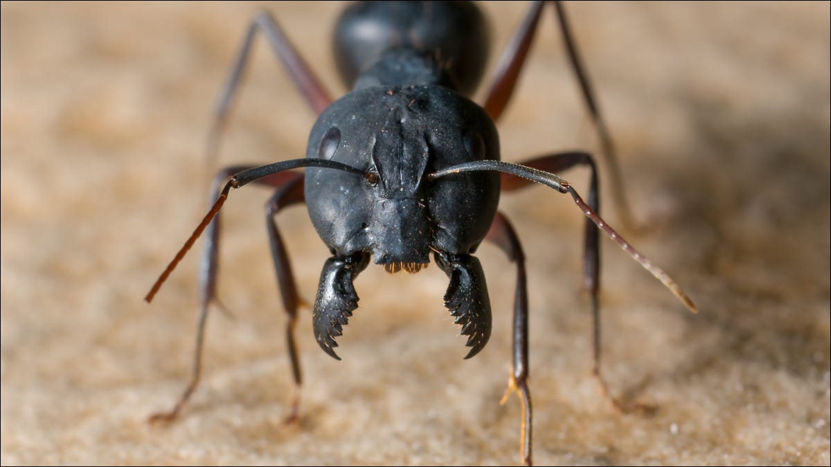 Imagem do close up de uma grande formiga preta com as mandíbulas abertas.