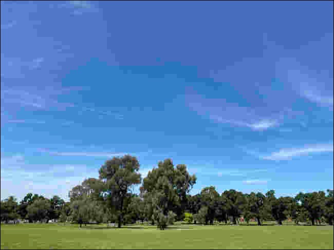 Imagem JPEG compactada de árvores sob um céu azul