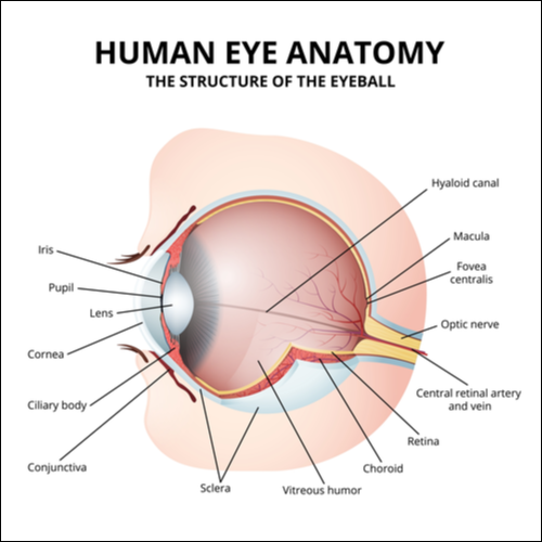 Um diagrama da anatomia do olho humano mostrando a fóvea.