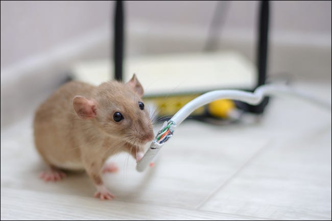 Mouse mastigando um cabo Ethernet conectado a um roteador doméstico