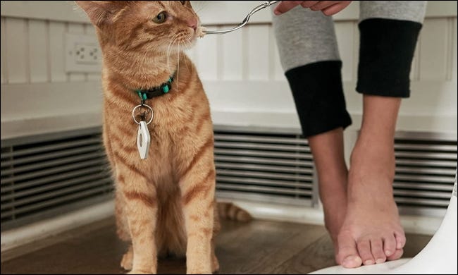 gato com azulejo na coleira comendo comida