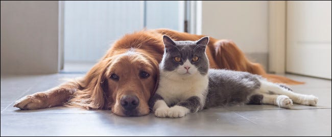 Um cachorro e um gato sentados juntos.