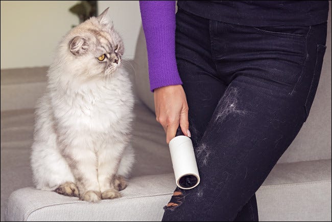 Um gato derramando no jeans de uma mulher.