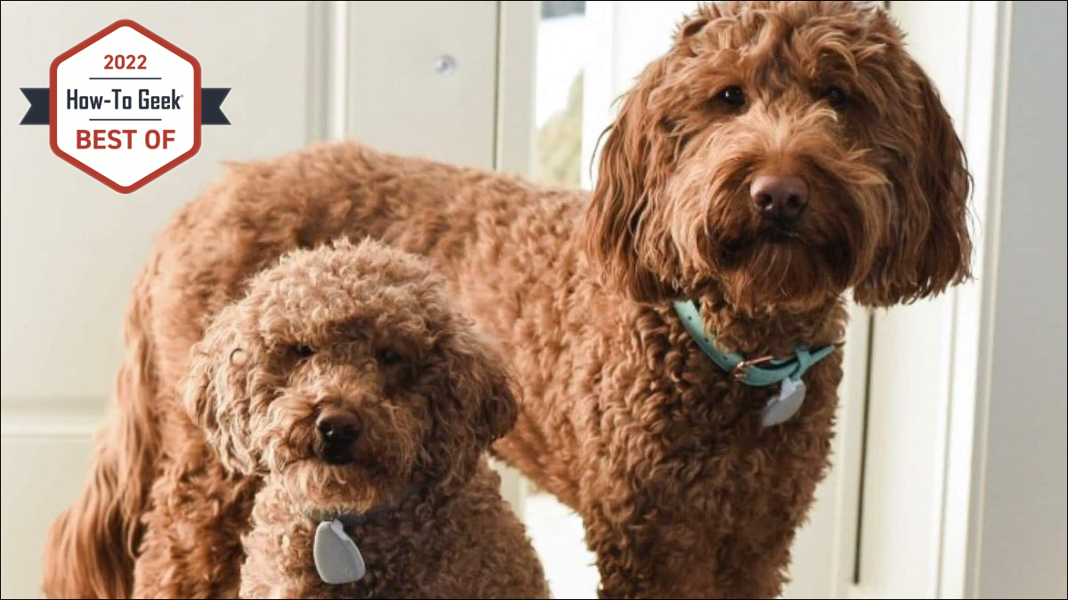 Dois cães usando etiquetas Jiobit