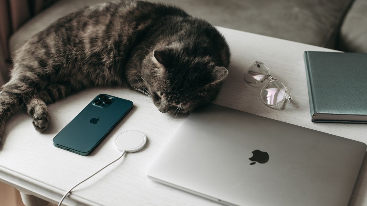 Um gato dormindo ao lado de um iPhone e um MacBook Pro.