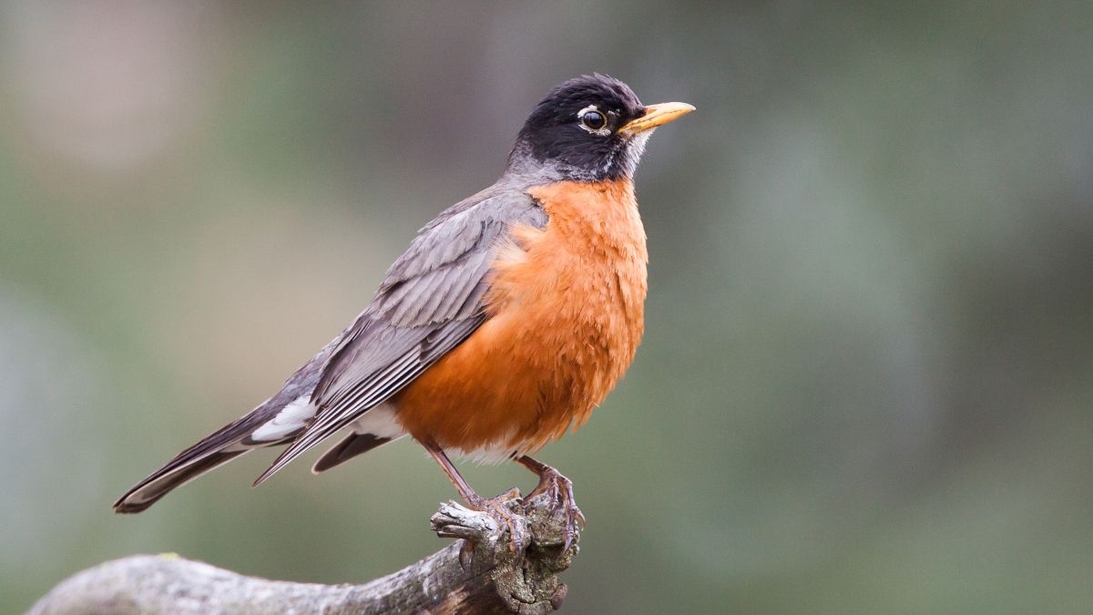 Pássaro Robin em um galho.