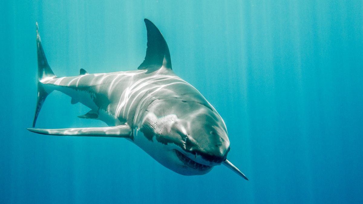 Um grande tubarão branco nadando no oceano.