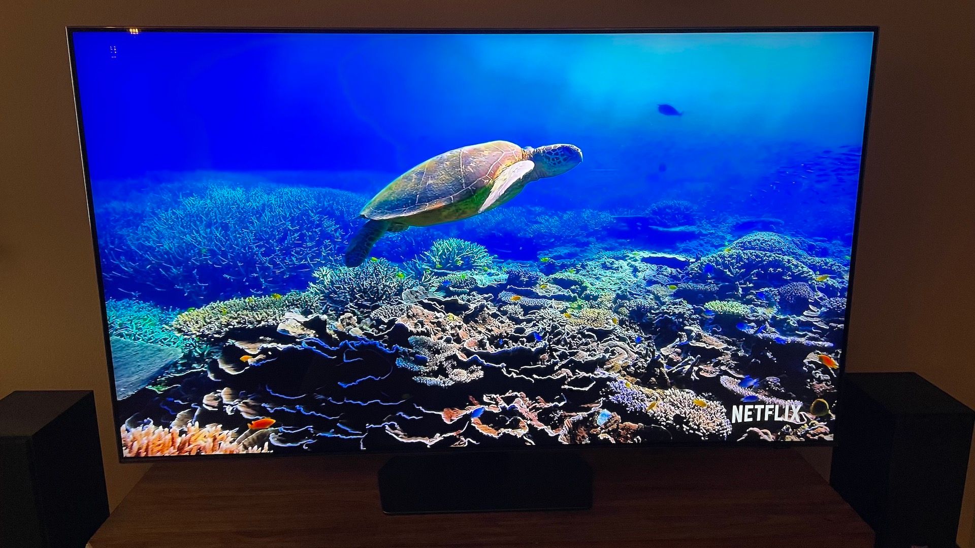 Uma foto de uma tartaruga nadando no Samsung QN90C de 55 polegadas.