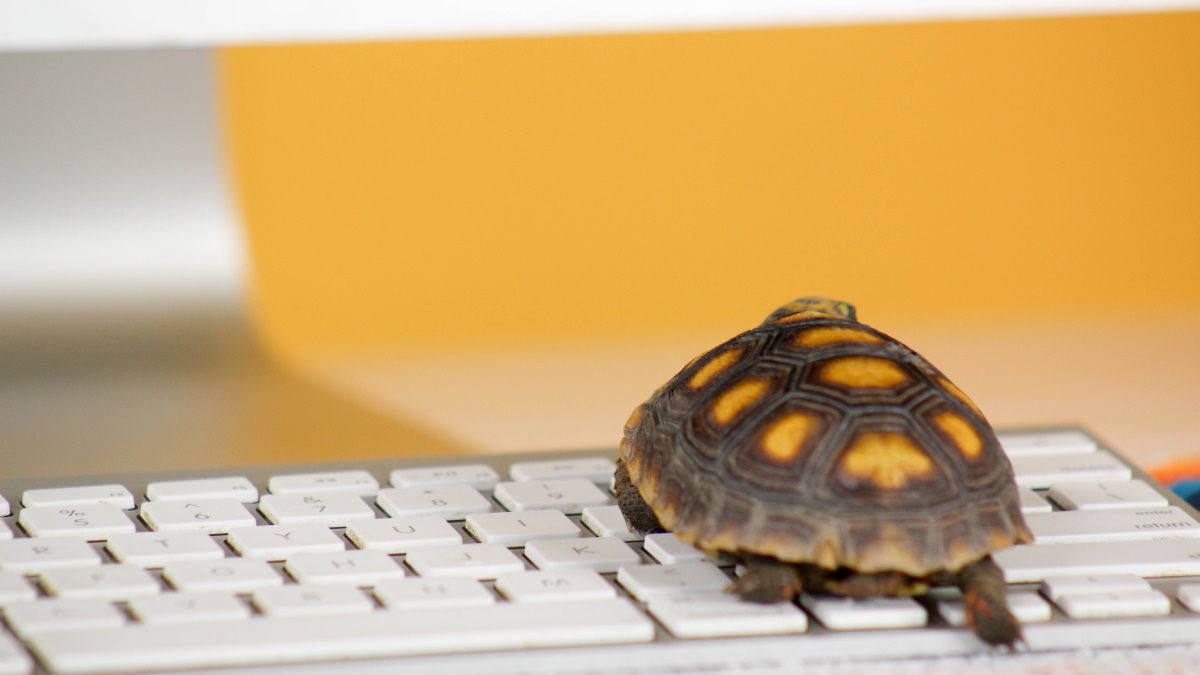 Uma tartaruga lenta sentada em um teclado de computador.
